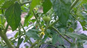 young tomatoes